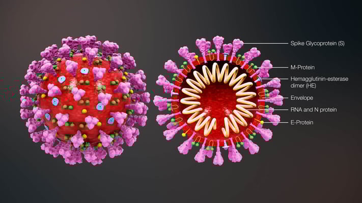 COVID-19: Coronavirus is Replicating in a Peculiar way, Scientist Knows How