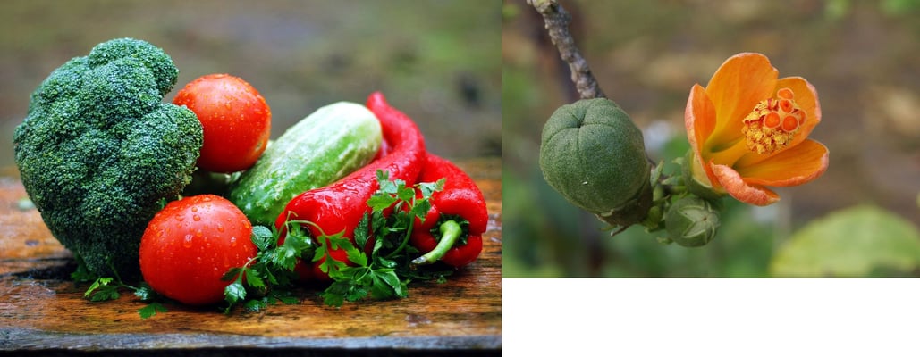 Carbon Nanotubes Forecast When Vegetables Spoil And Buds Will Bloom