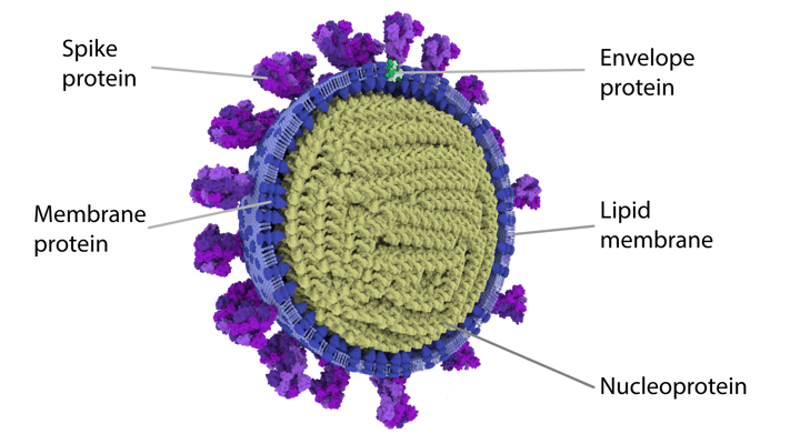 Researchers Found Neuropilin-1 Facilitates SARS-CoV-2 Infectivity