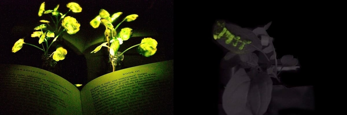 Now Plants Can Glow