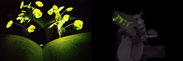 Now Plants Can Glow
