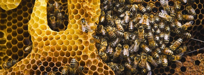 Do You Know Today, May 20, is World Bee Day?